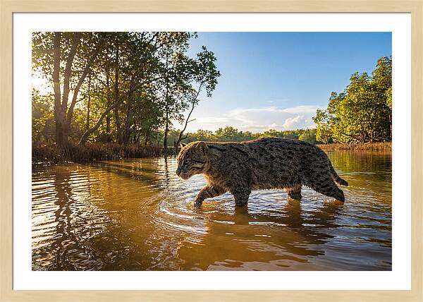 Asian Fishing Cat In Water