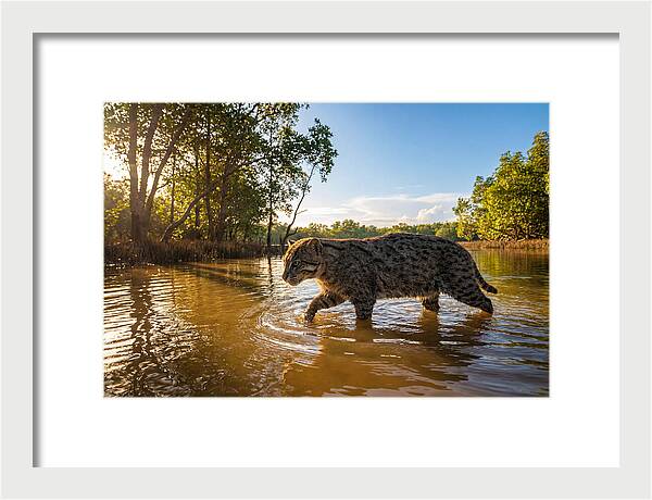 Asian Fishing Cat In Water