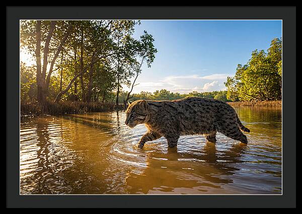 Asian Fishing Cat In Water