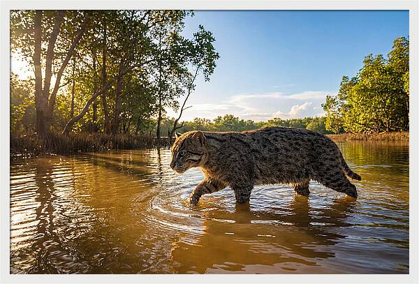 Asian Fishing Cat In Water