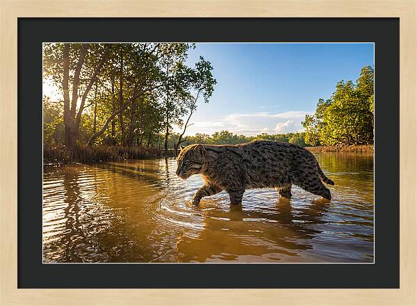 Asian Fishing Cat In Water