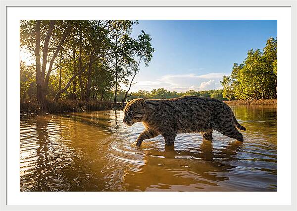 Asian Fishing Cat In Water