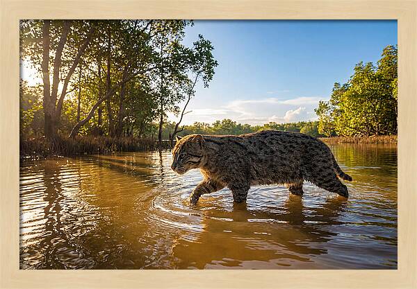 Asian Fishing Cat In Water