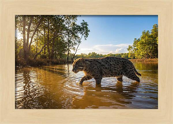 Asian Fishing Cat In Water
