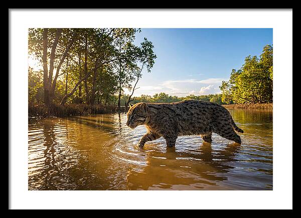 Asian Fishing Cat In Water