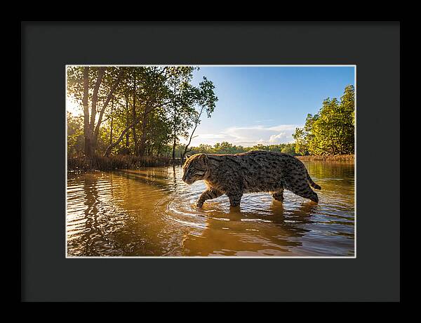 Asian Fishing Cat In Water