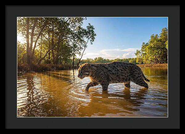 Asian Fishing Cat In Water