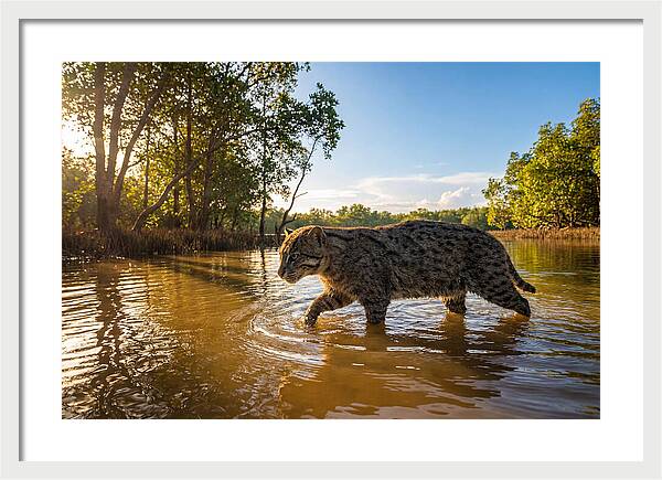 Asian Fishing Cat In Water
