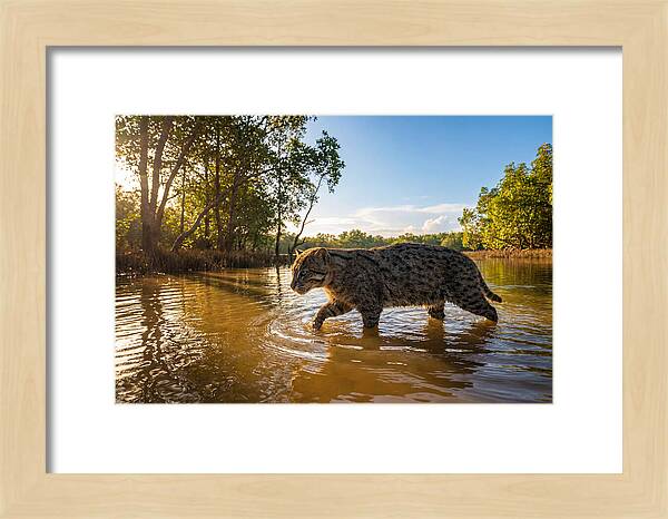 Asian Fishing Cat In Water