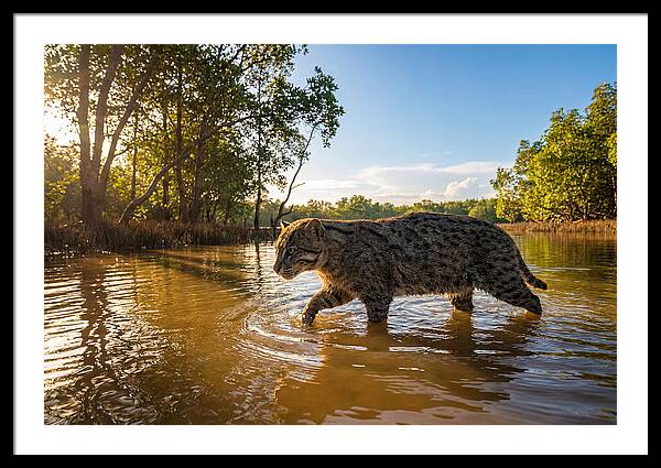 Asian Fishing Cat In Water