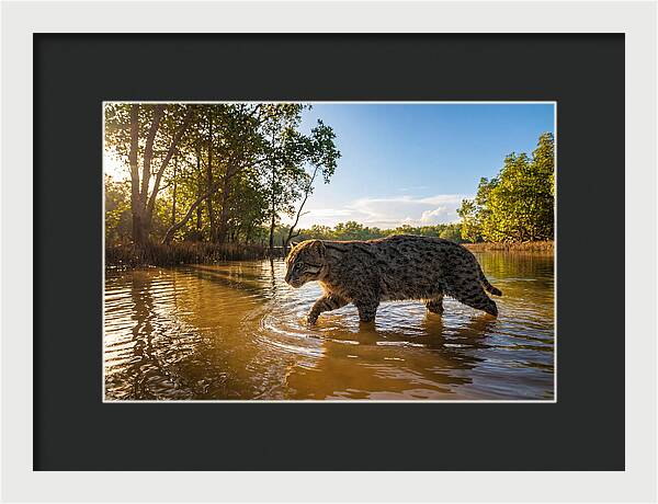 Asian Fishing Cat In Water