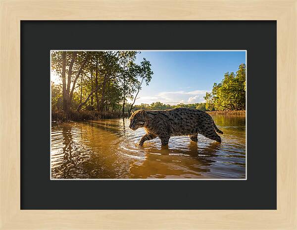Asian Fishing Cat In Water