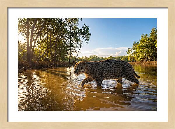 Asian Fishing Cat In Water
