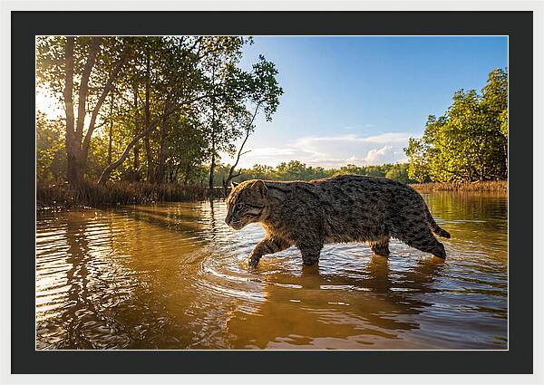 Asian Fishing Cat In Water