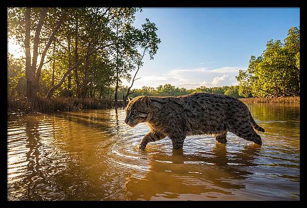 Asian Fishing Cat In Water