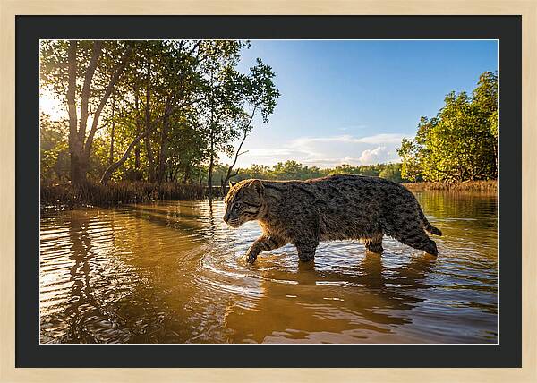 Asian Fishing Cat In Water