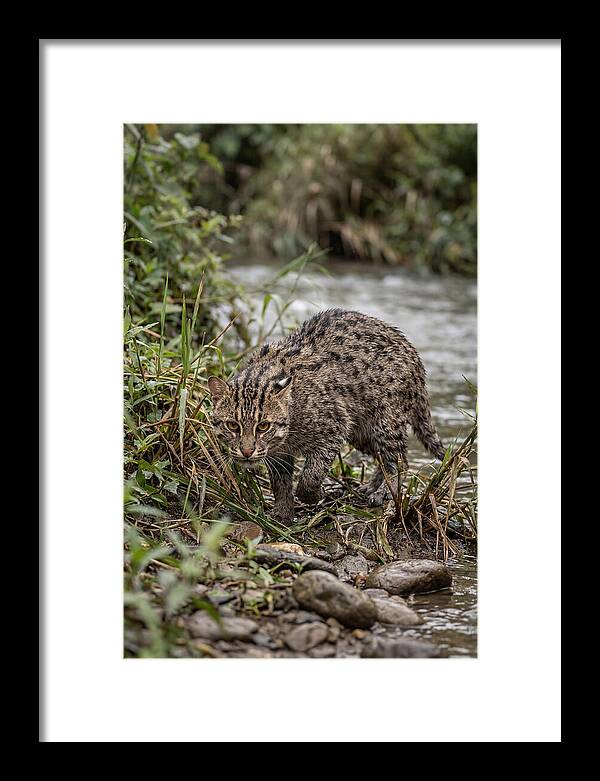 Asian Fishing Cat Stalking Prey