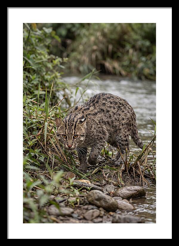 Asian Fishing Cat Stalking Prey