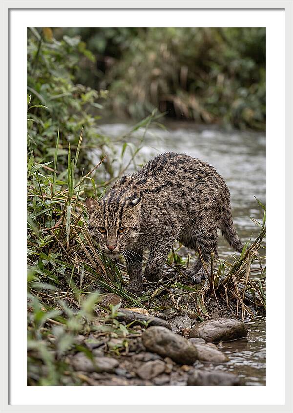 Asian Fishing Cat Stalking Prey
