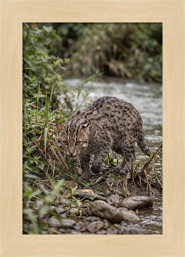 Asian Fishing Cat Stalking Prey