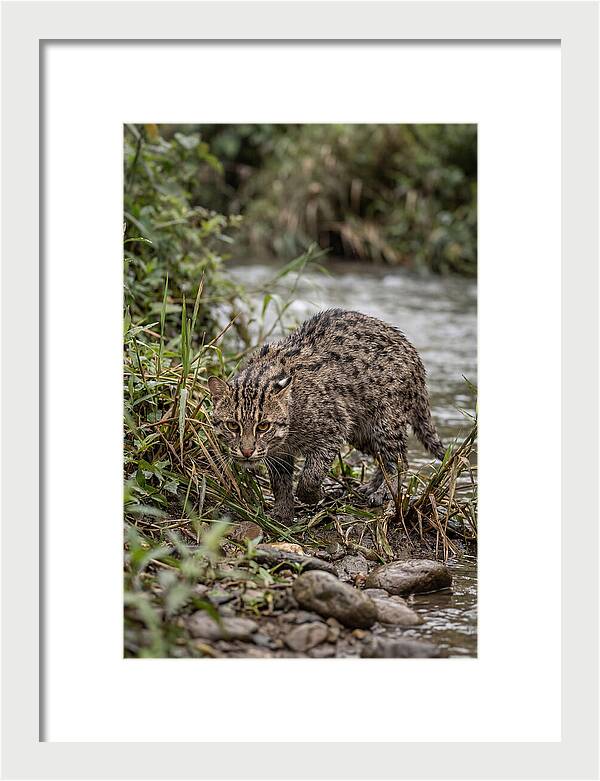 Asian Fishing Cat Stalking Prey