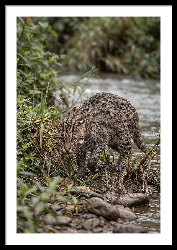 Asian Fishing Cat Stalking Prey