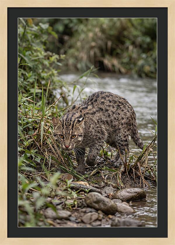 Asian Fishing Cat Stalking Prey