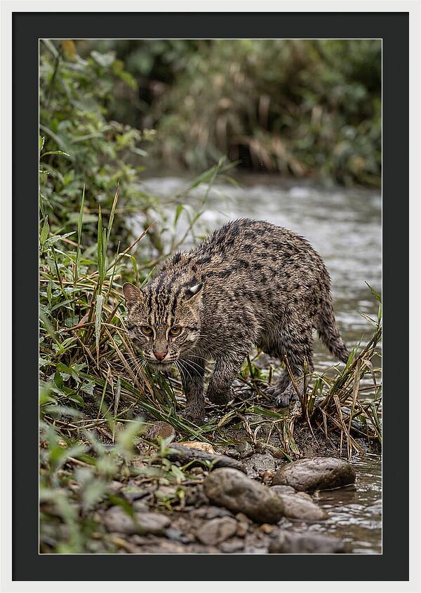 Asian Fishing Cat Stalking Prey