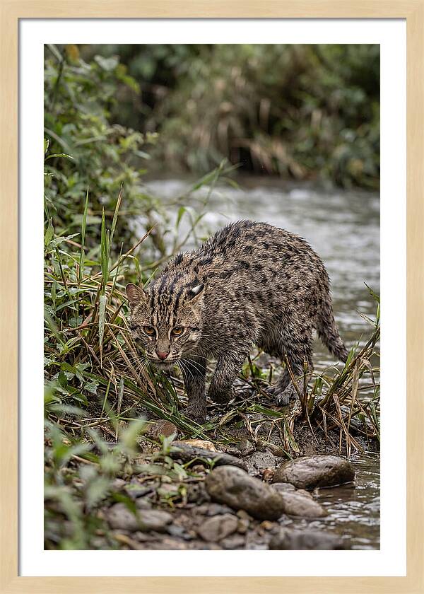 Asian Fishing Cat Stalking Prey