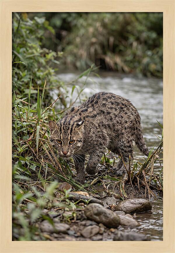 Asian Fishing Cat Stalking Prey
