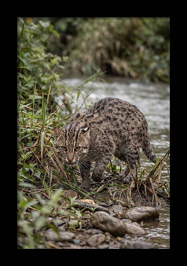 Asian Fishing Cat Stalking Prey