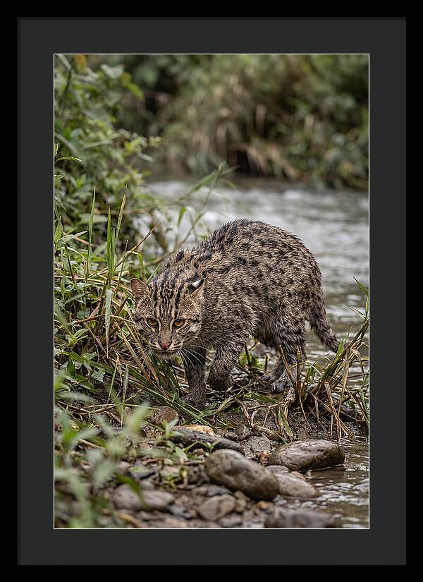 Asian Fishing Cat Stalking Prey