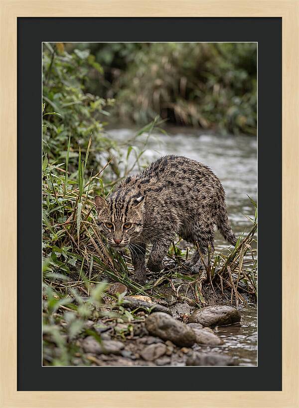 Asian Fishing Cat Stalking Prey