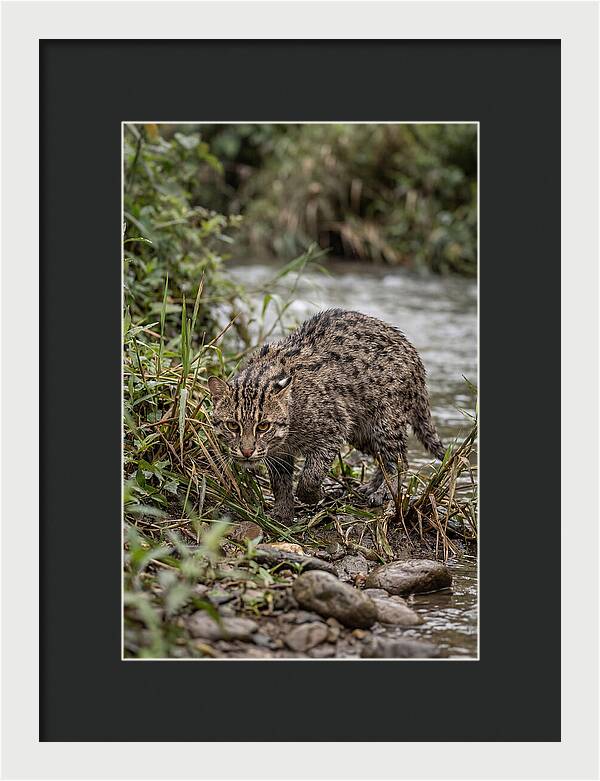 Asian Fishing Cat Stalking Prey