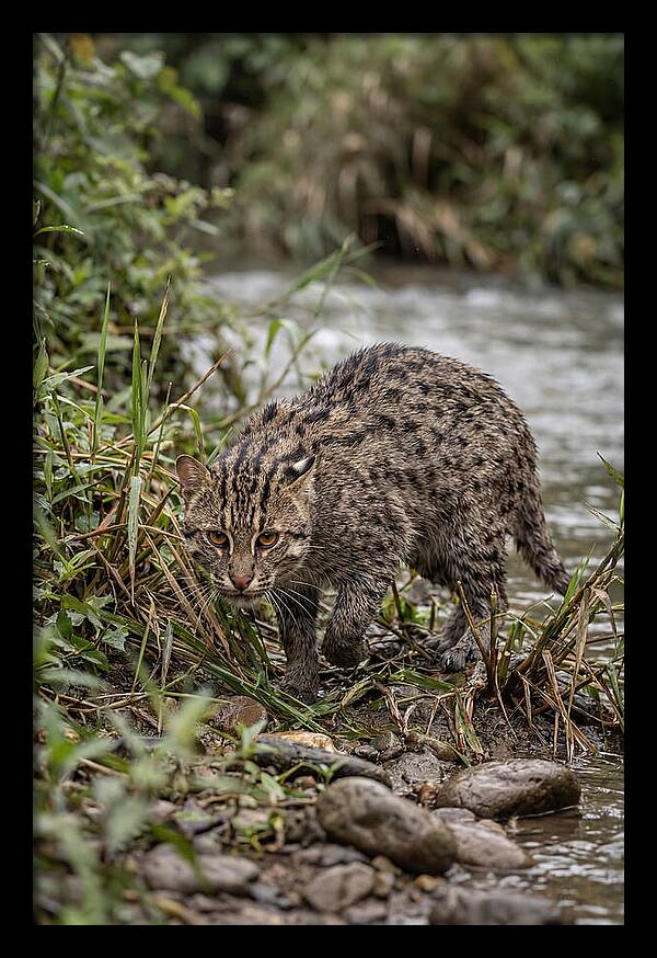 Asian Fishing Cat Stalking Prey