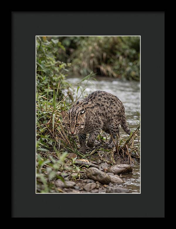 Asian Fishing Cat Stalking Prey