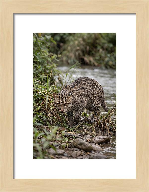 Asian Fishing Cat Stalking Prey