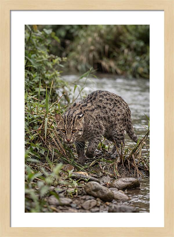 Asian Fishing Cat Stalking Prey
