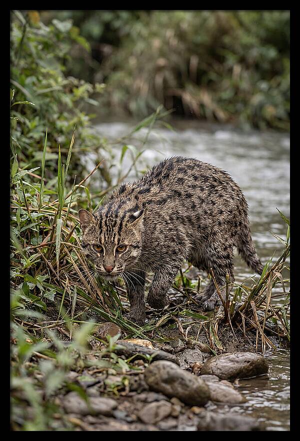 Asian Fishing Cat Stalking Prey