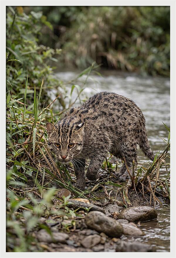 Asian Fishing Cat Stalking Prey