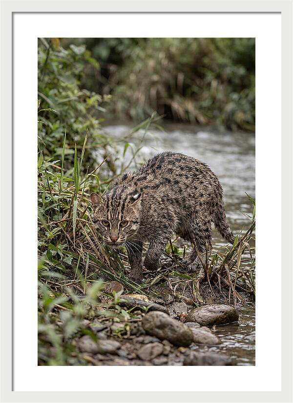 Asian Fishing Cat Stalking Prey