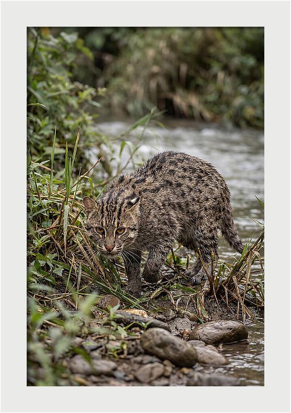 Asian Fishing Cat Stalking Prey