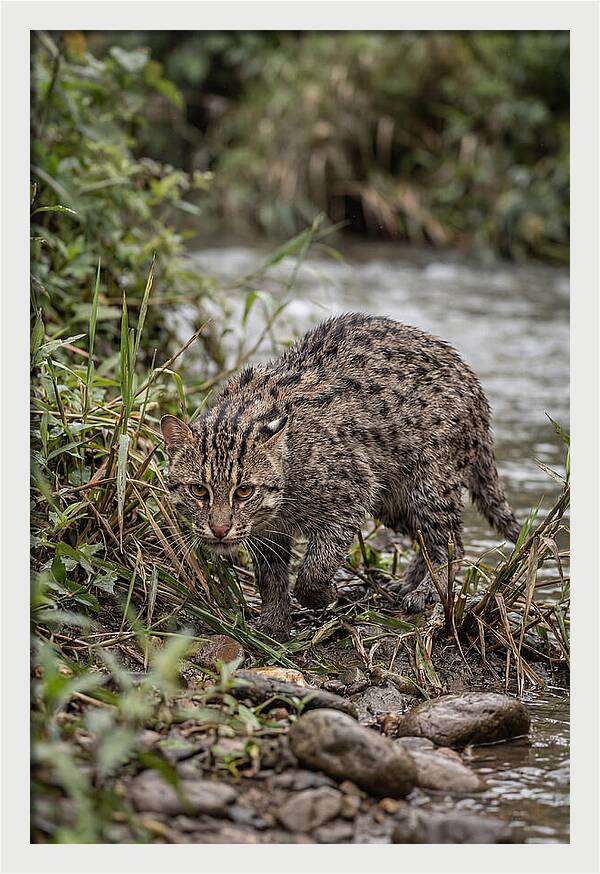 Asian Fishing Cat Stalking Prey