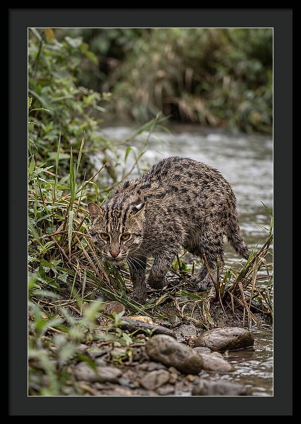 Asian Fishing Cat Stalking Prey