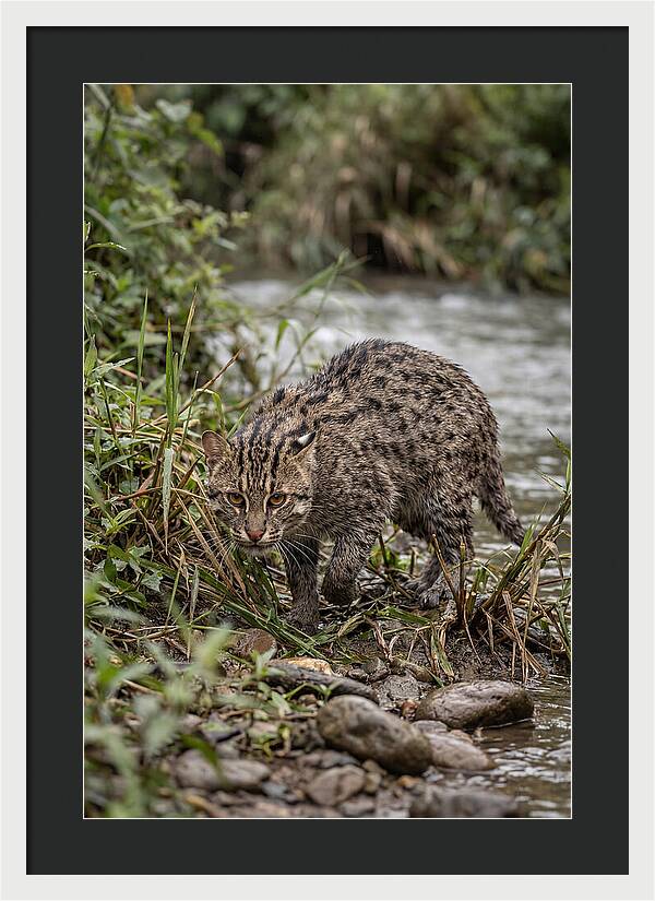 Asian Fishing Cat Stalking Prey