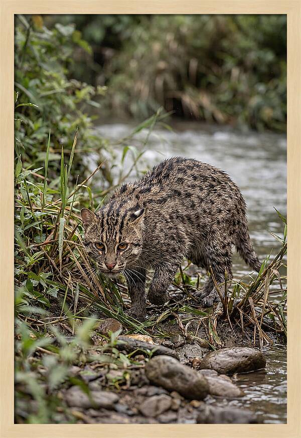 Asian Fishing Cat Stalking Prey