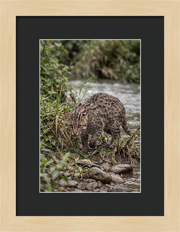 Asian Fishing Cat Stalking Prey