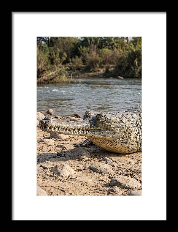 Asian Gharial Basking By The River