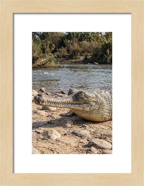Asian Gharial Basking By The River