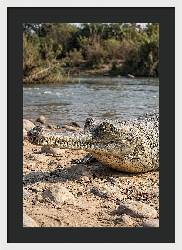 Asian Gharial Basking By The River